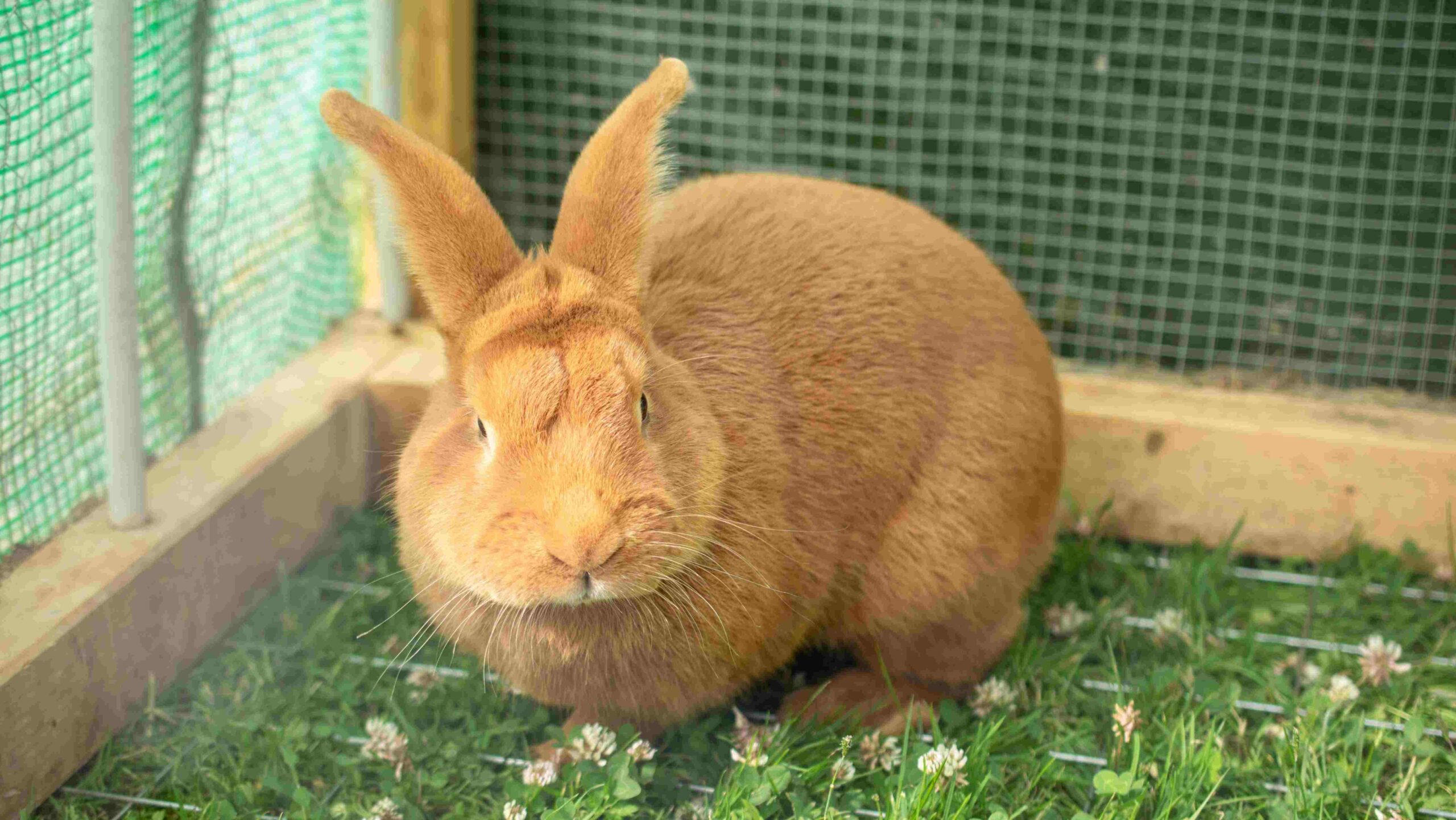 Photo of light brown rabbit in a grassy enclosure.