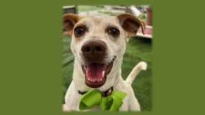 Photo of Freckles wearing a big green bow around his neck.
