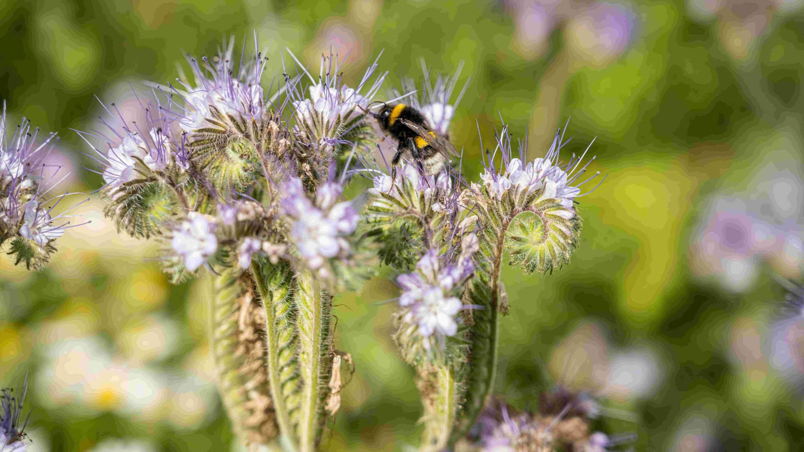 Flower with bee pollinating.