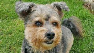 Photo of Lily - a small, cute tan and grey dog.