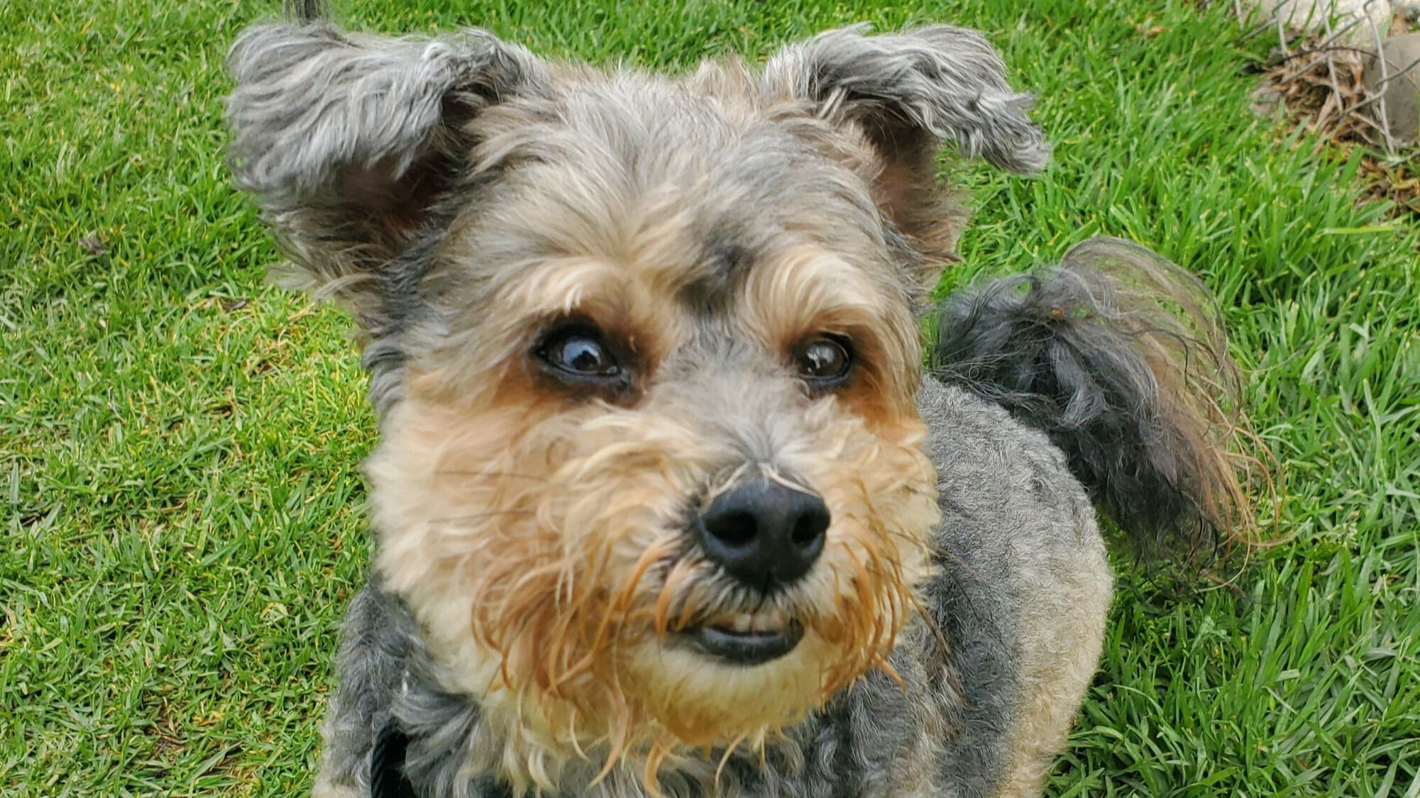 Photo of Lily - a small, cute tan and grey dog.