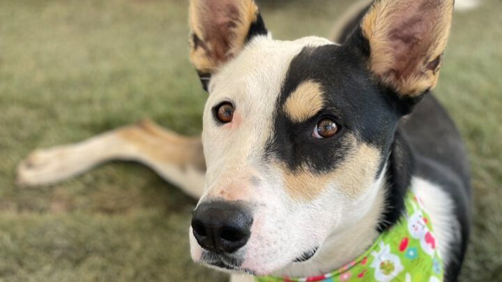 Photo of Louie - the dog featured in the article.