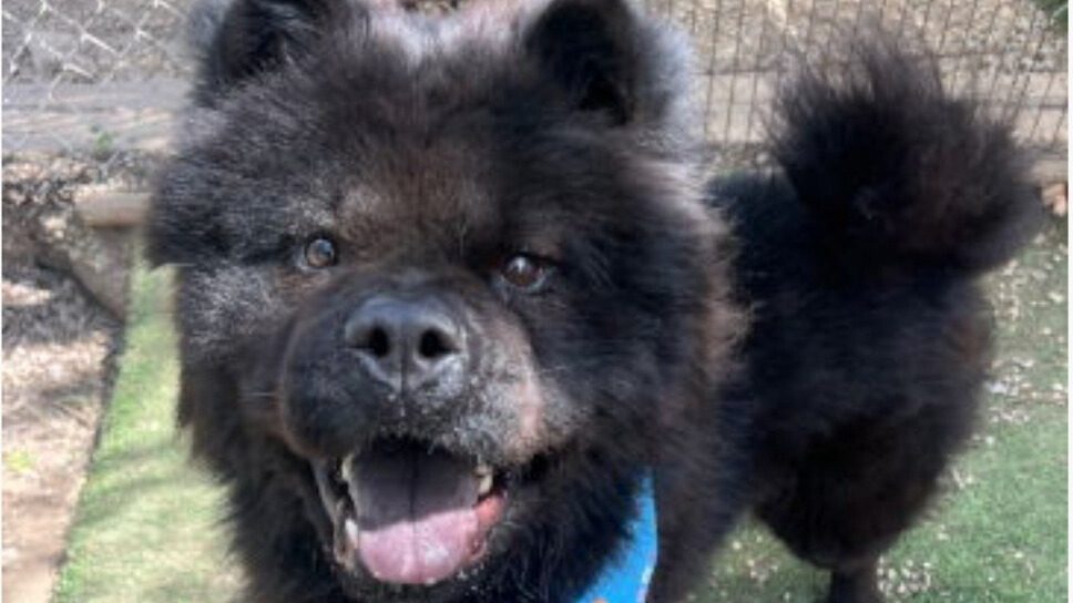 Photo of Mars, a smiley black Chow dog.