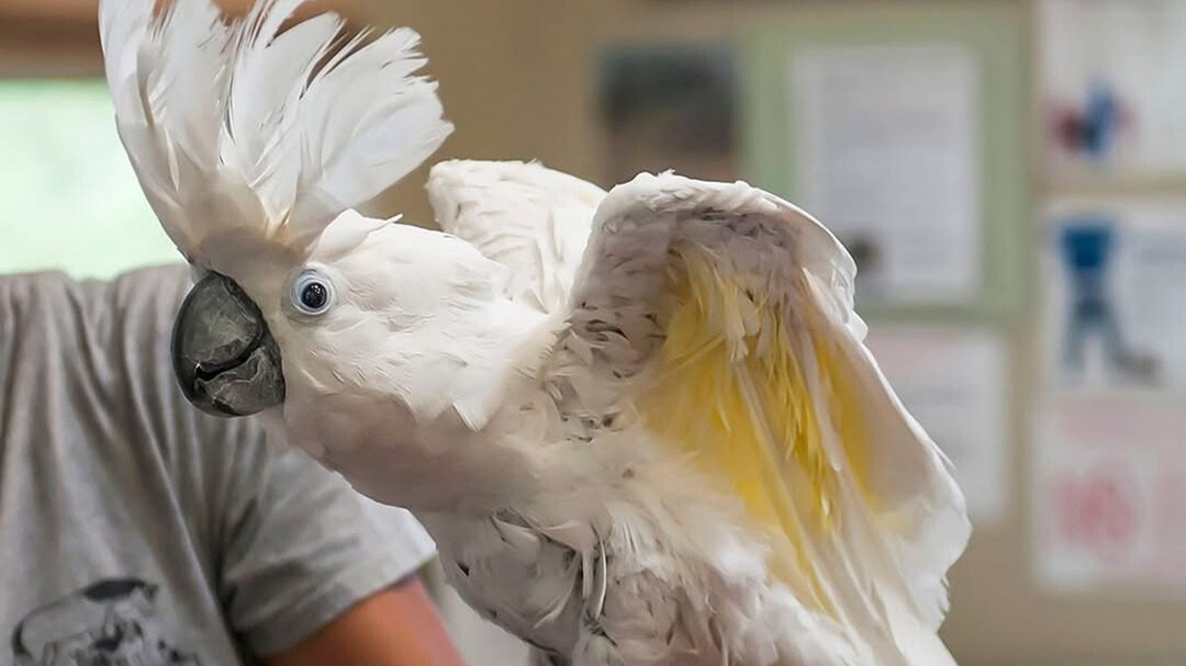 Photo of Oliver - a white cockatoo.