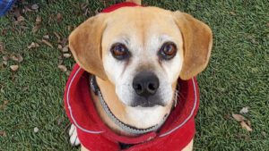 Photo of Tilly - a small Beagle mix dog.