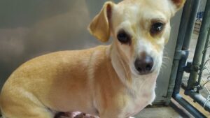 Photo of small brown dog named Blossom.