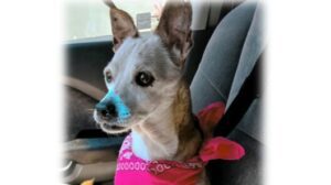 Small dog sitting in car wearing a bright pink harness.