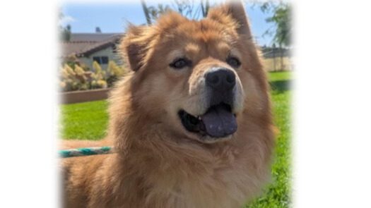 Photo of Chow dog.