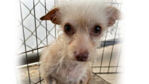 Photo of small white dog.