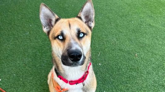 Photo of beautiful blue-eyed Husky-mix dog named Kristoff.