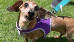 Photo of small dog in purple harness named Lulu.