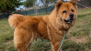 Photo of chow dog names Molly.