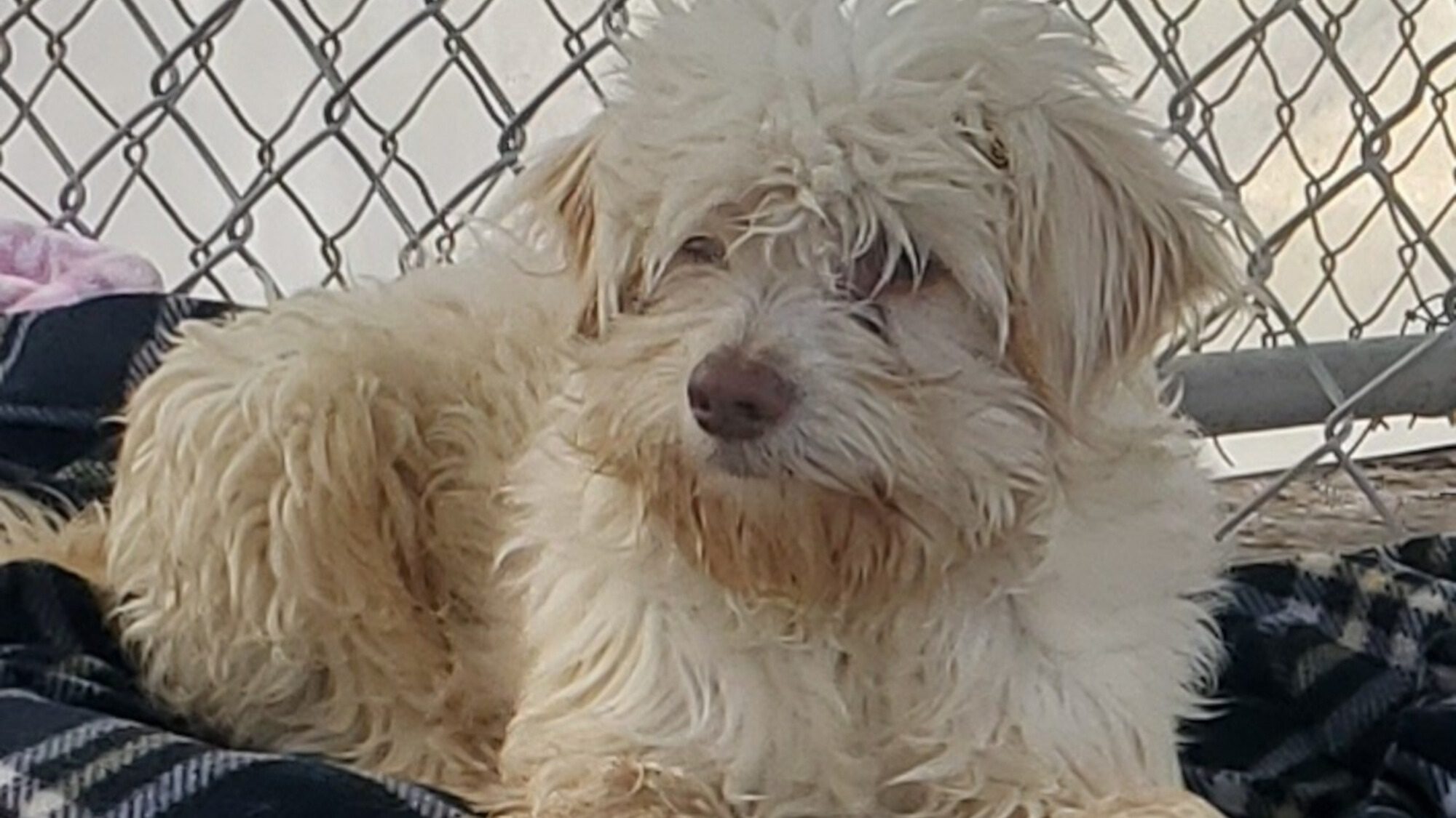 Photo of small white dog named Todd.