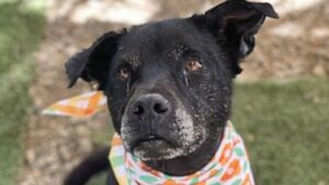 Black dog wearing a colorful bandana.