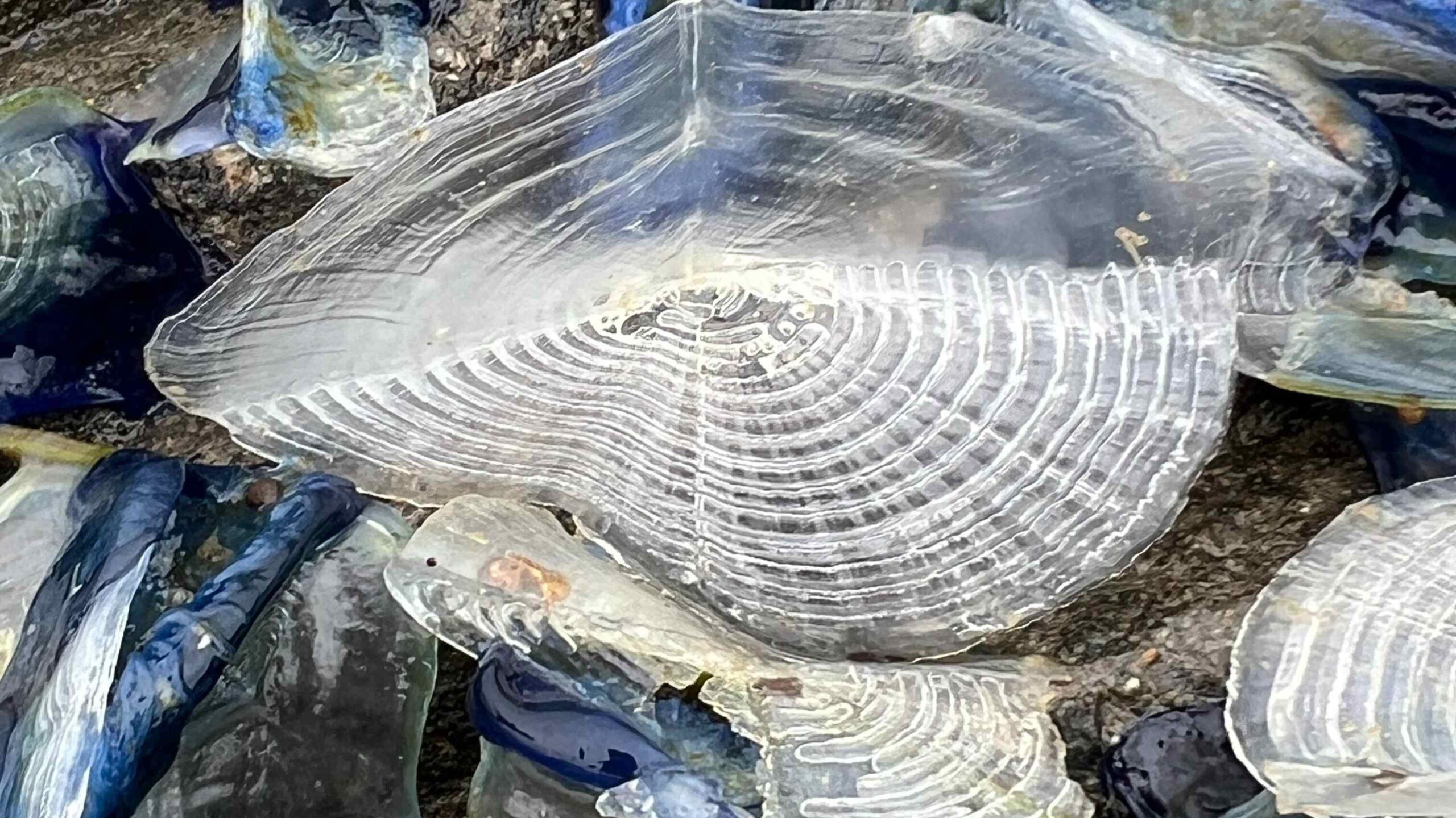Photo of Velella Velella.
