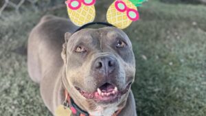 Light grey Pitbull-mix dog wearing a headband.
