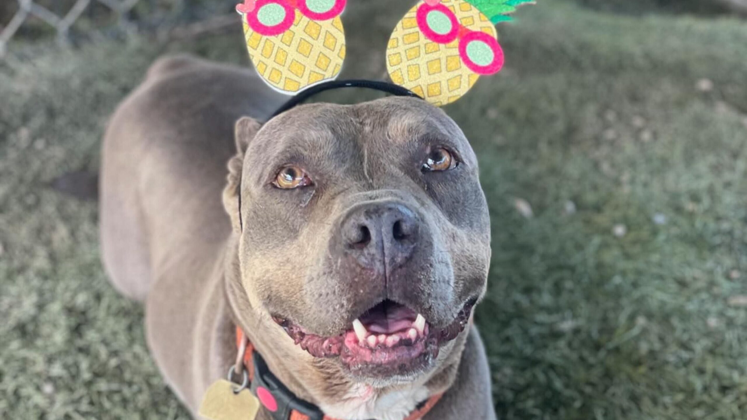 Light grey Pitbull-mix dog wearing a headband.