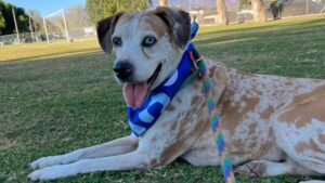 Dog laying on grass.