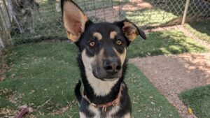 Brown and tan shepherd-mix dog.