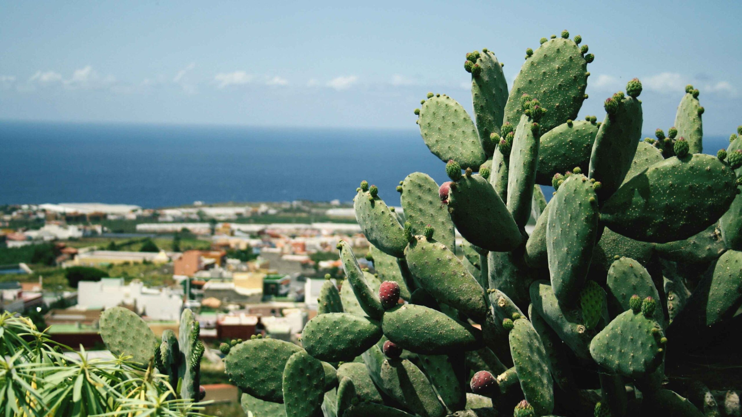 Image of cactus with ocean in the background.