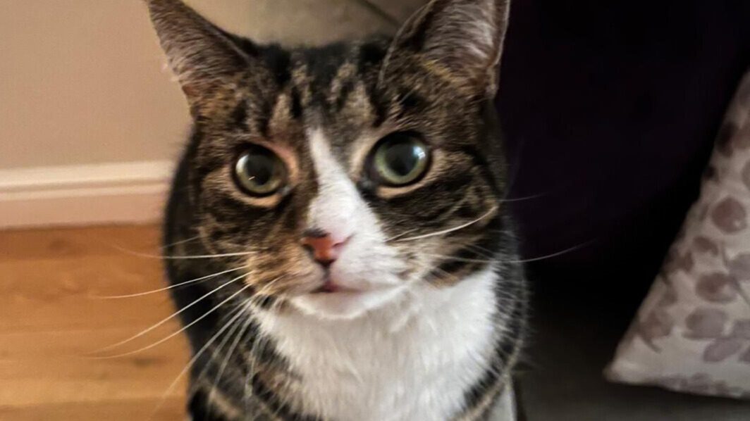 Tabby cat with green eyes.
