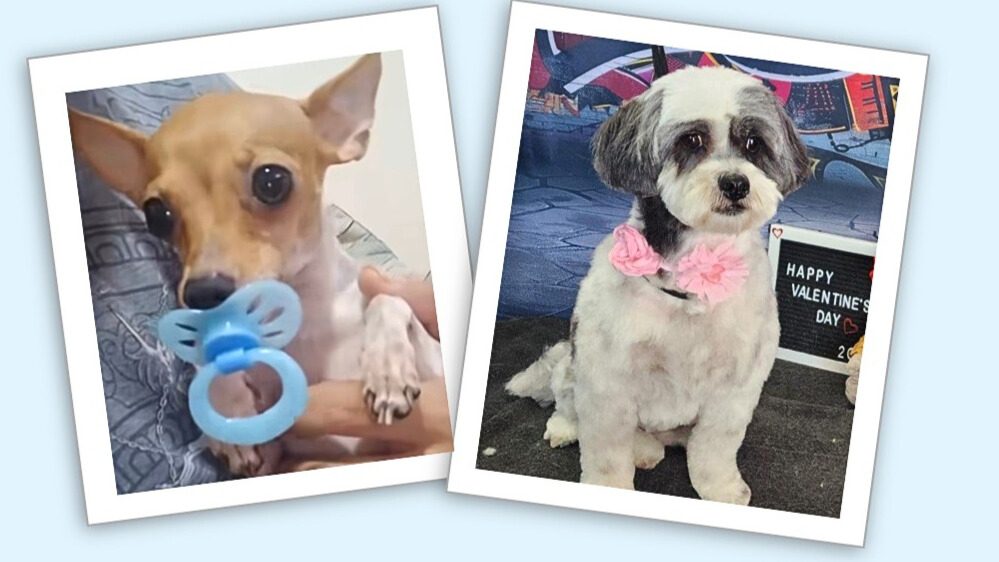 Two photos - one of Chihuahua with binky in his mouth, and another of small black and white dog.