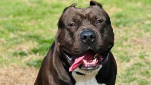 Picture of large dark brown Pitbull dog.