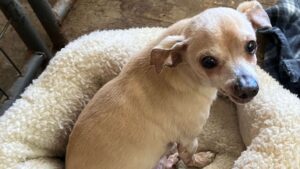 Tan Chihuahua dog in a dog bed.