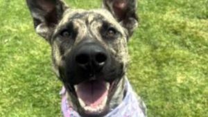 Photo of Shepherd mix dog named Sable.