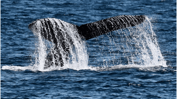 Photo of a whale's tail