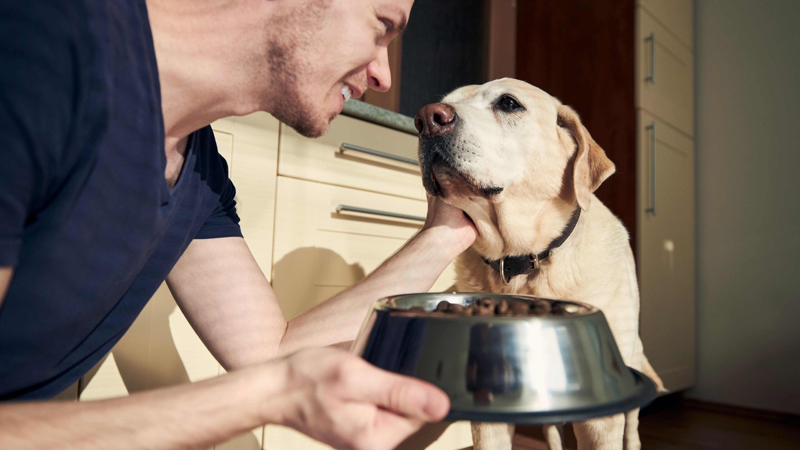 Photo of man handing a bowl of dog food to a sweet yellow Labrador dog.