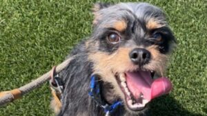 Photo of Kash, a small black and tan dog