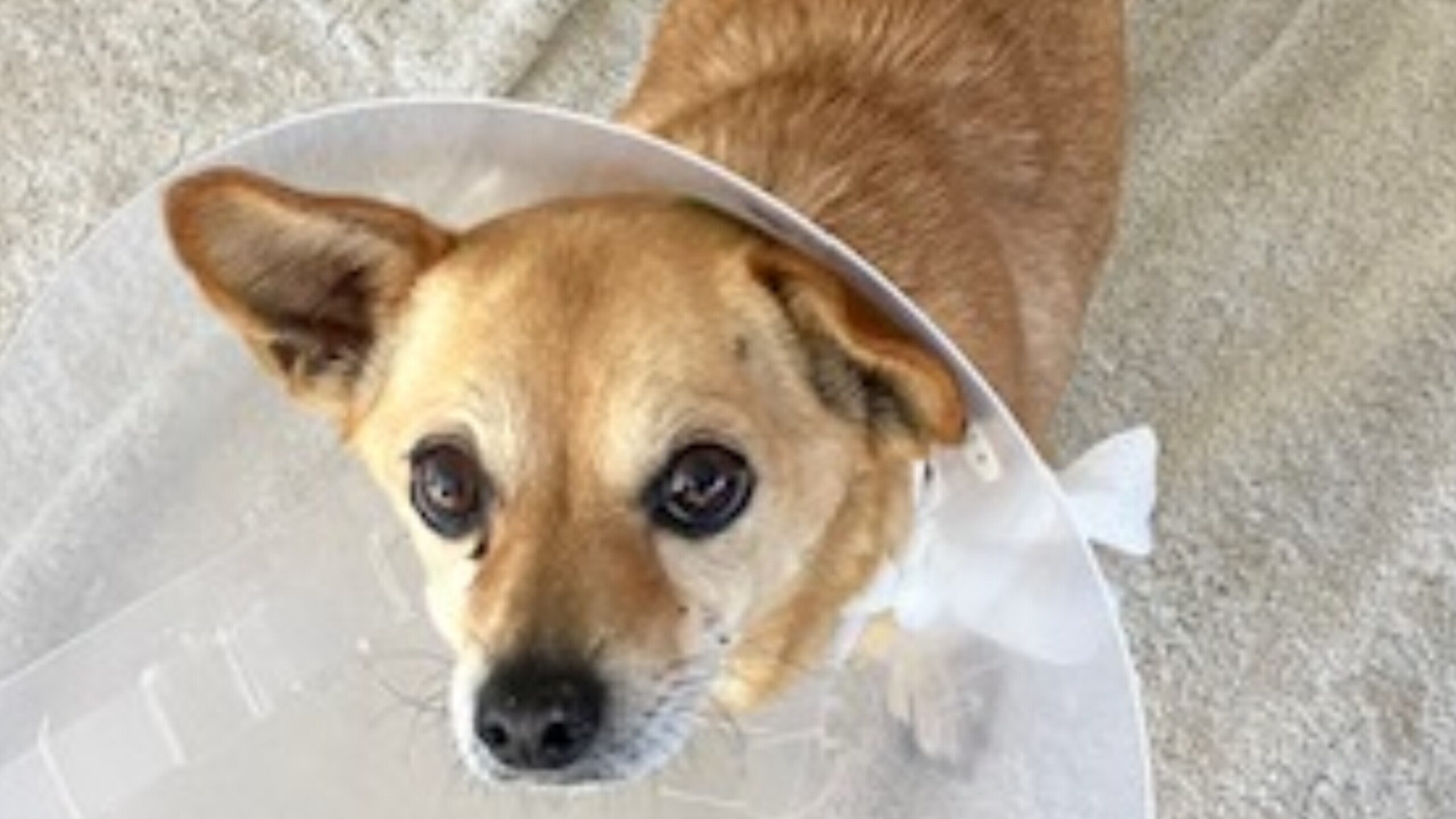 Photo of small tan dog wearing a cone.