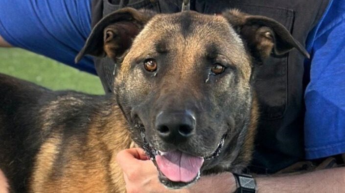 Close-up photo of a German shepherd-mix dog.