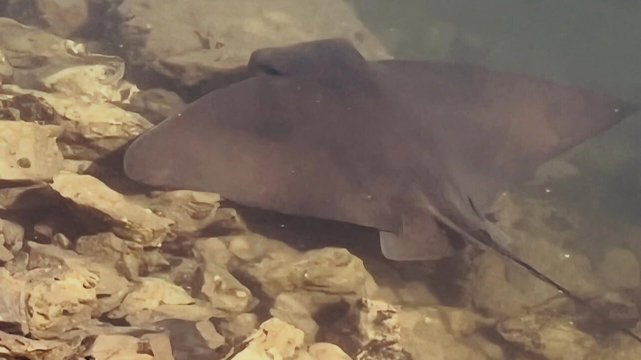 Photo of a Bat Ray