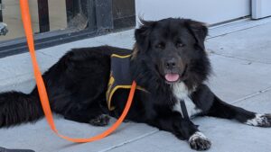 Sweet black dog laying on the ground wearing a leash.