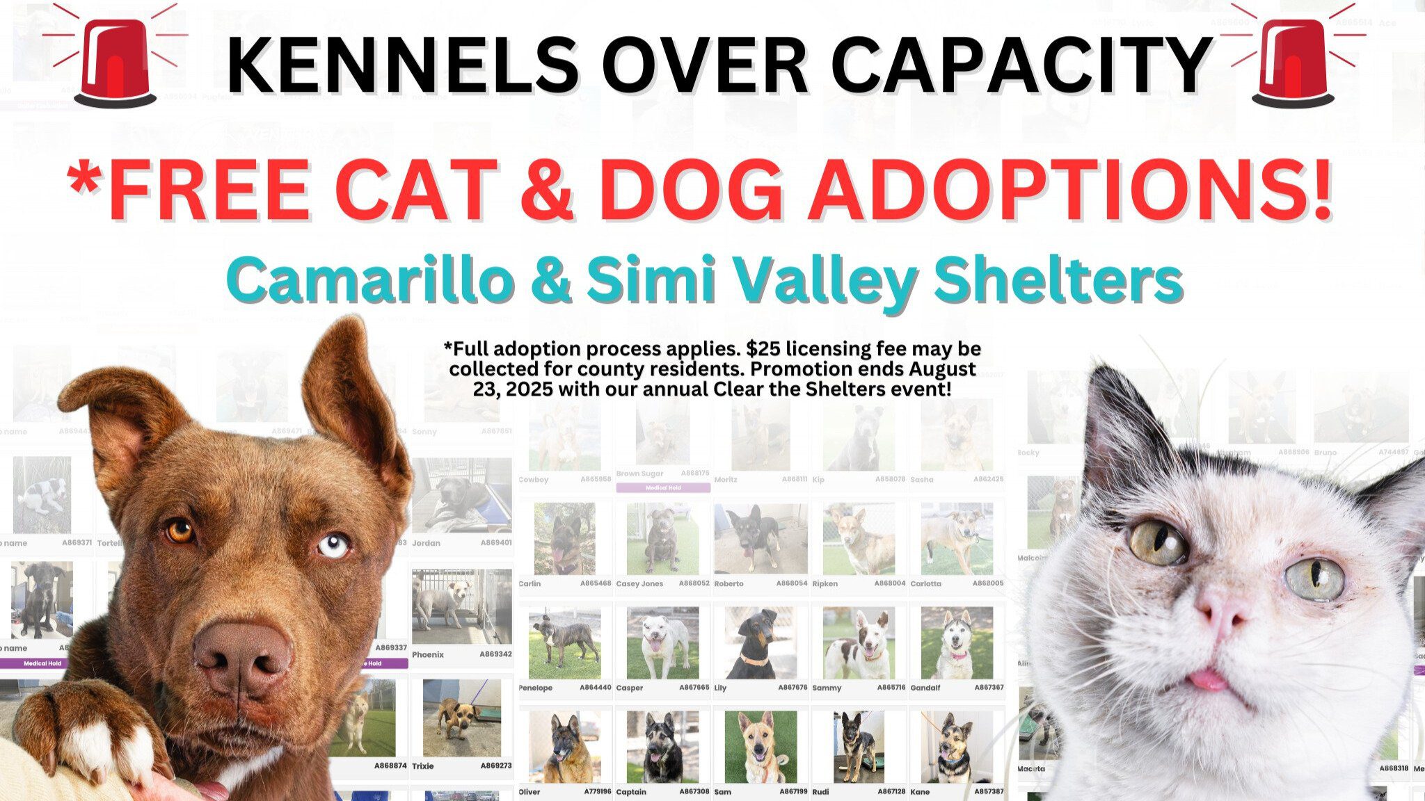 Graphic with images of a dog and a cat along with the headline 