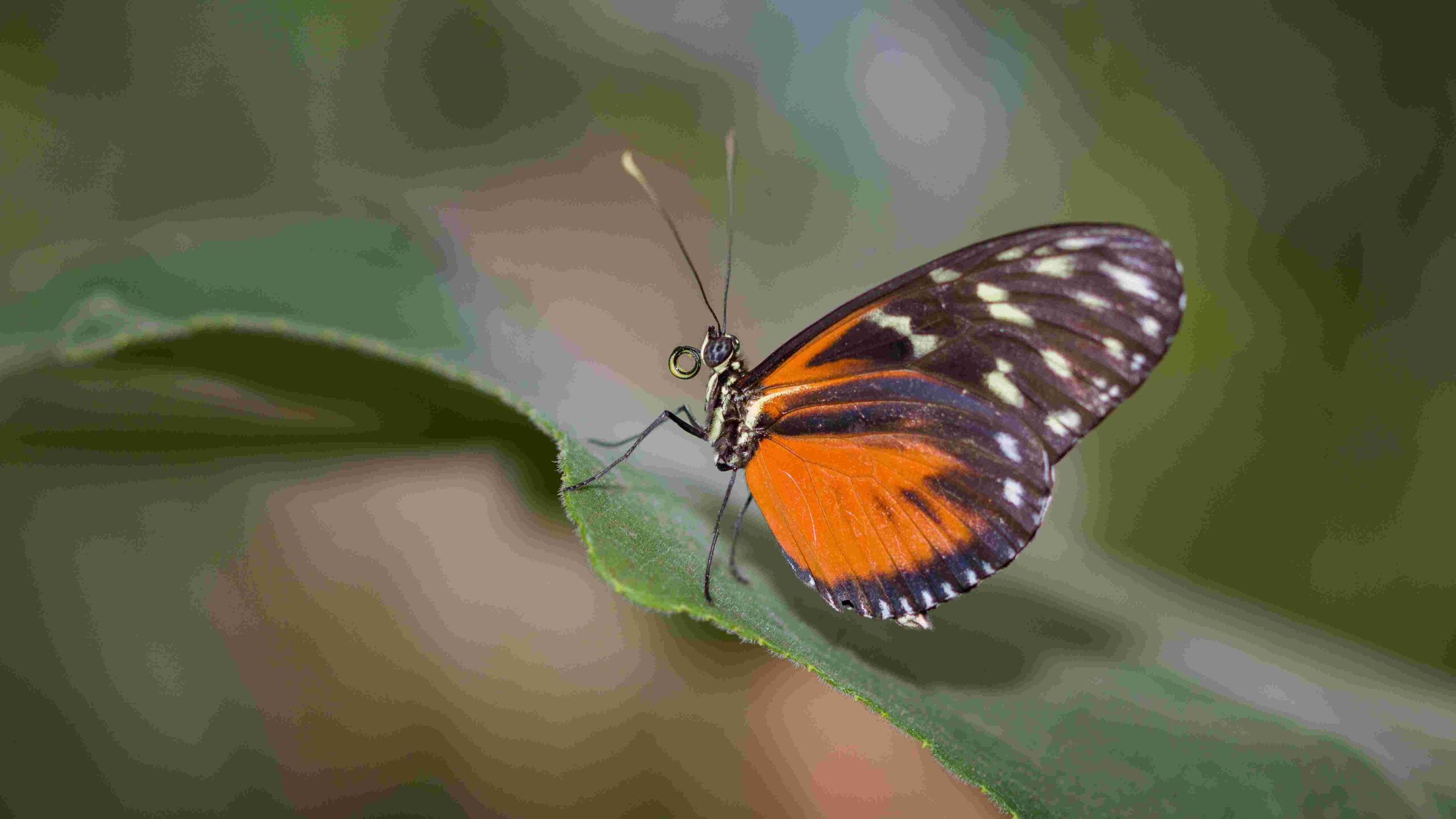 Image of Butterfly on Leaf