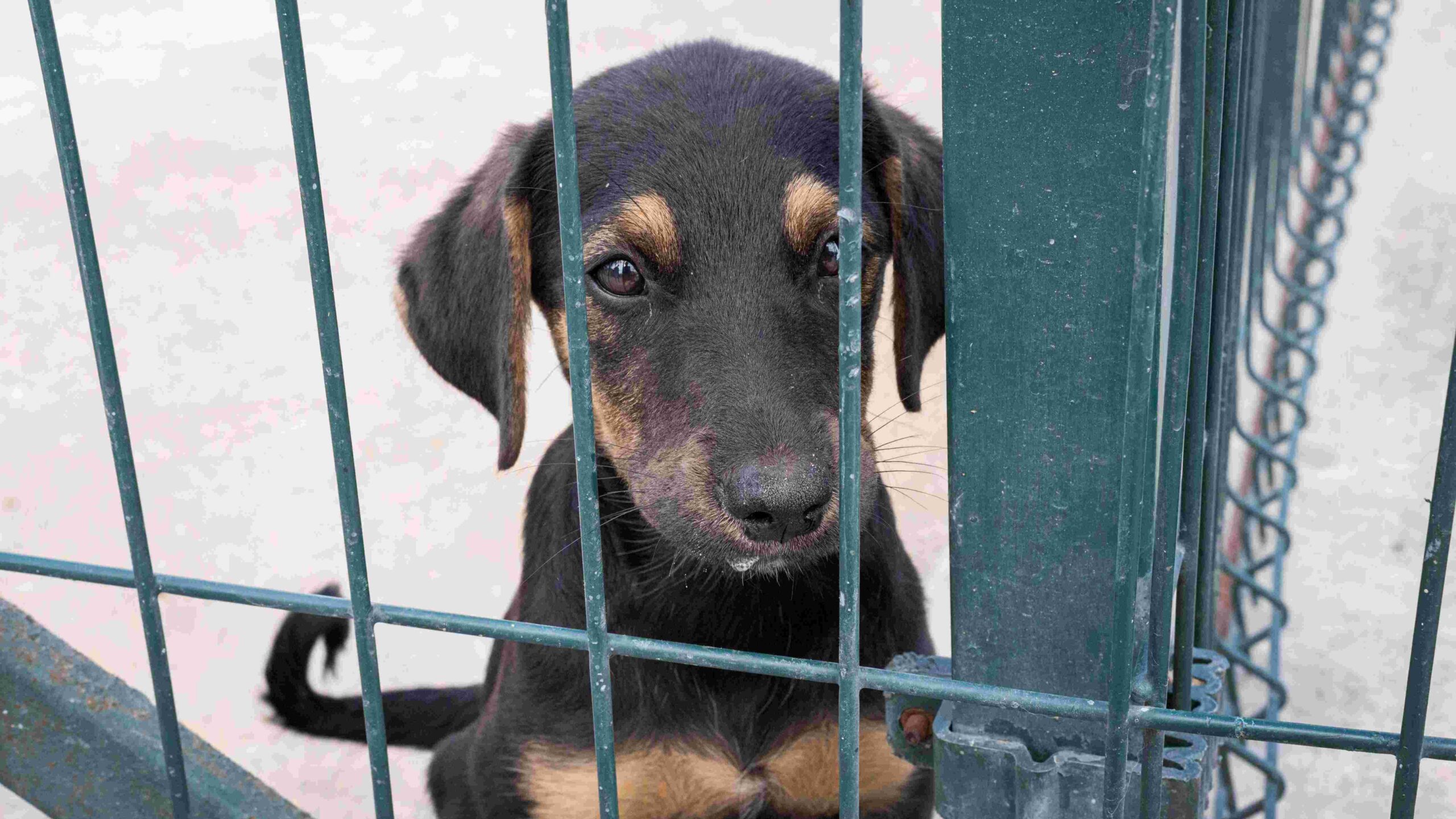 Image of dog holding bars of cage