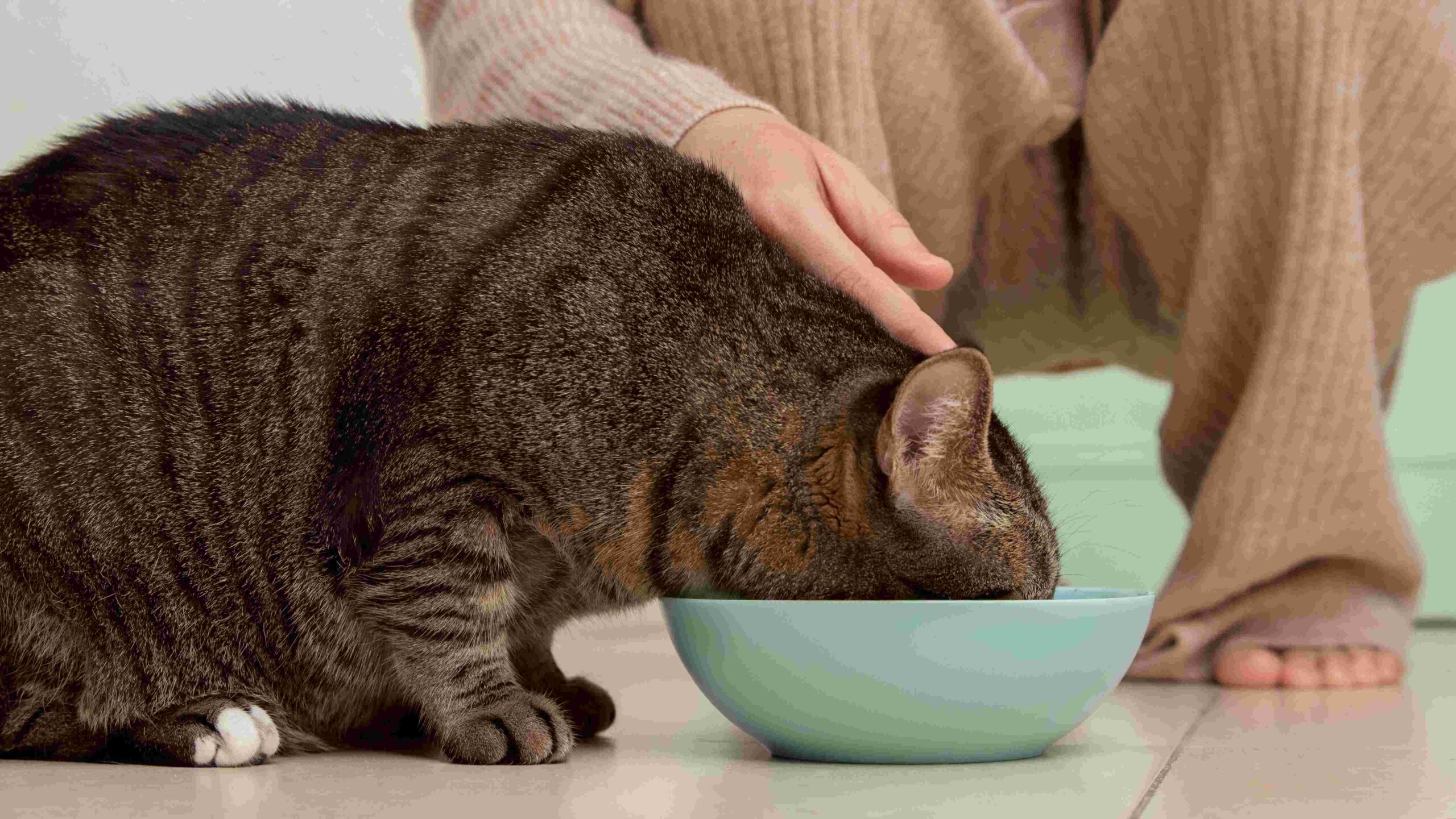 Cat eating bowl of food