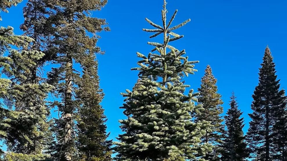 Photo of Trees