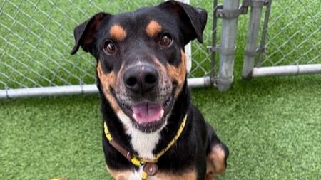 Sweet black and tan dog.