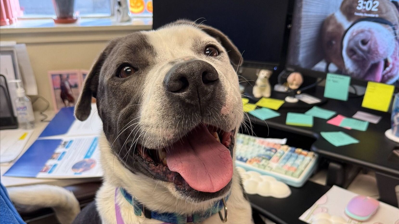 Photo of a dog names Spots at VCAS.