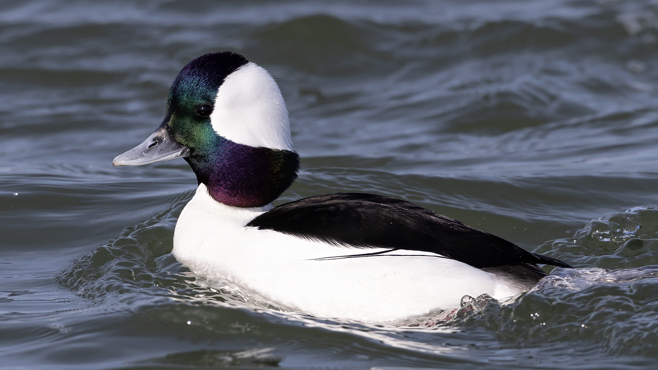 Bufflehead in water