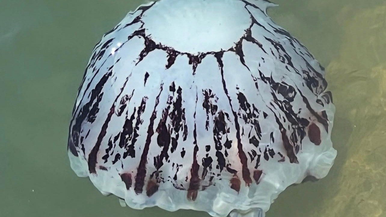 Image of a Purple Striped Jellyfish