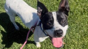Black and white Boston Terrier dog