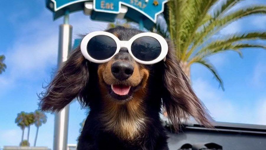 Image of a dog with sunglasses