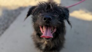 Cute and scruffy black dog.