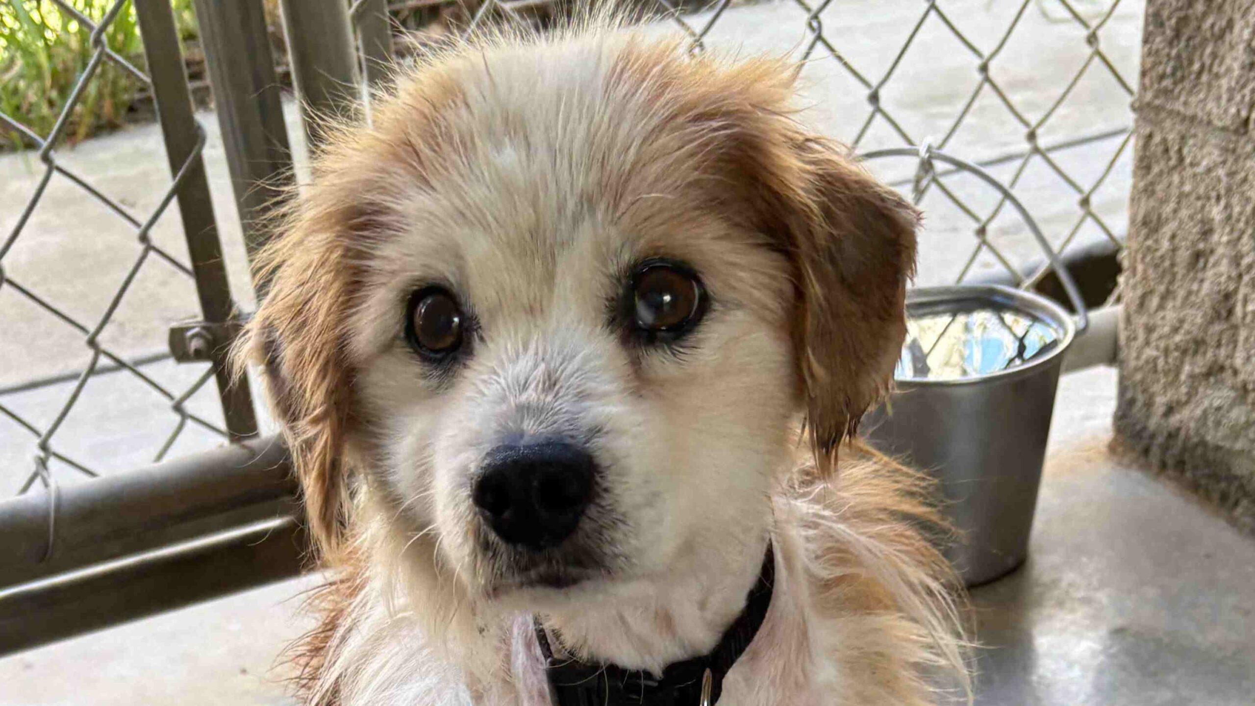 Very cute and fluffy dog with white and brown fur.
