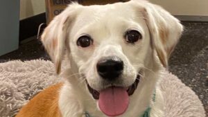 Sweet cream-colored dog.